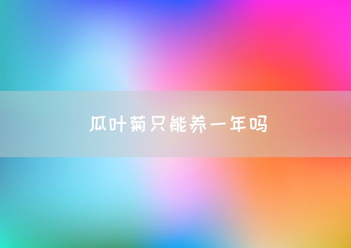 瓜叶菊只能养一年吗(图1)