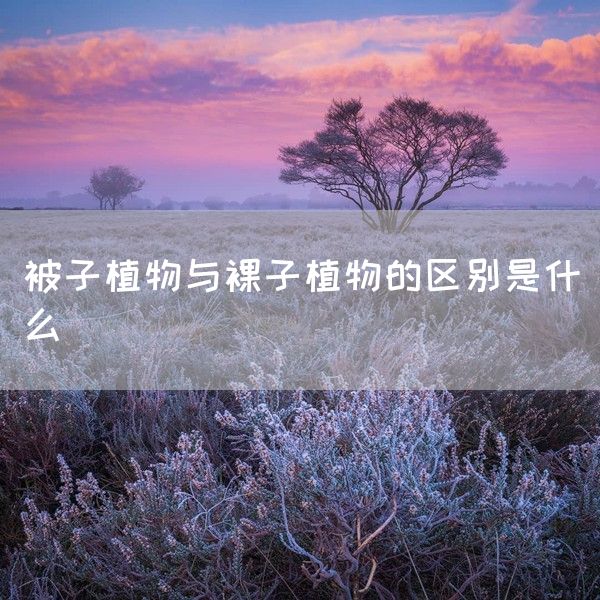 被子植物与裸子植物的区别是什么(图1)