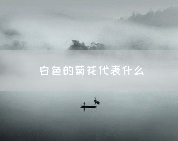 白色的菊花代表什么(图1)