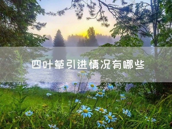 四叶草引进情况有哪些(图1)