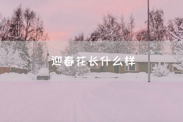 迎春花长什么样(图1)