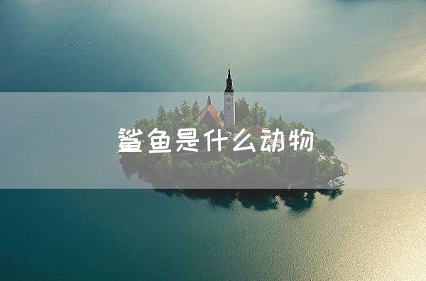 鲨鱼是什么动物(图1)