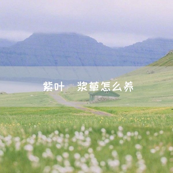 紫叶醡浆草怎么养(图1)