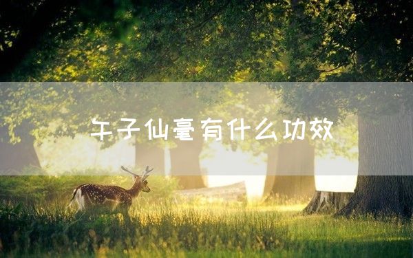 午子仙毫有什么功效(图1)