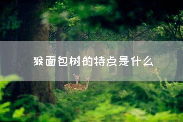 猴面包树的特点是什么(图1)