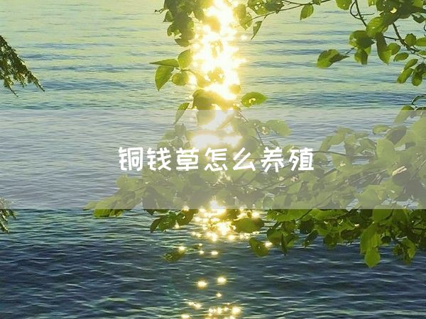 铜钱草怎么养殖(图1)